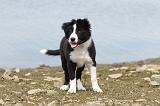 BORDER COLLIE 756